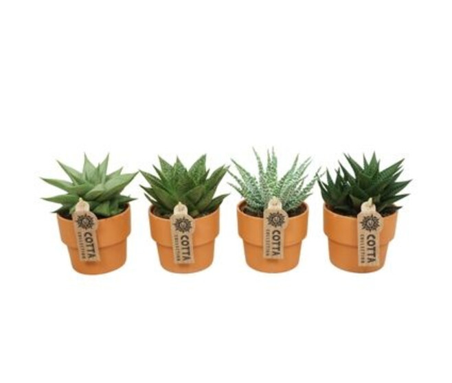 ALOE P TERRE
