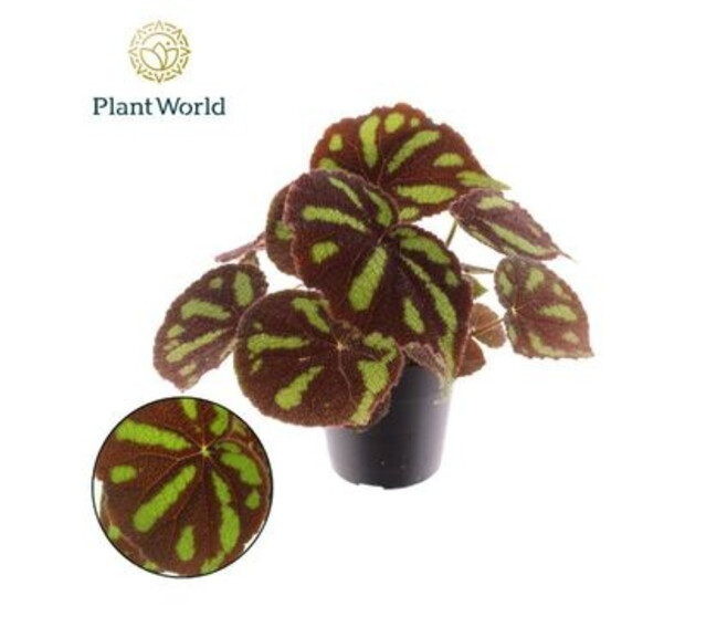 BEGONIA MASONIANA