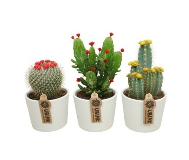 CACTUS FL IMIT VARIE CERAM