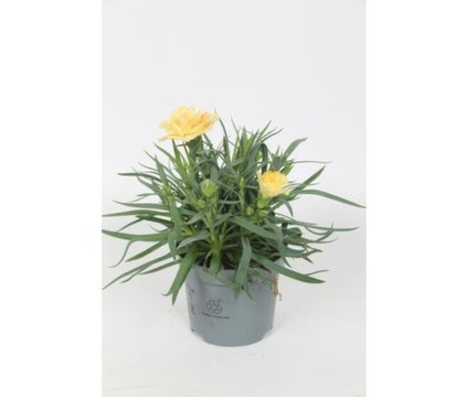 OEILLET SUPER TROUPER ELVIA