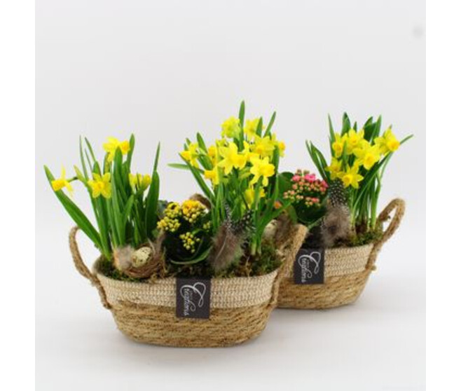 COMPO 3 PLANTES VANNERIE