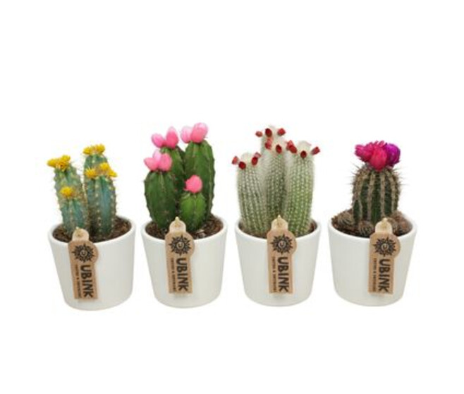 CACTUS FL IMIT VARIE CERAM