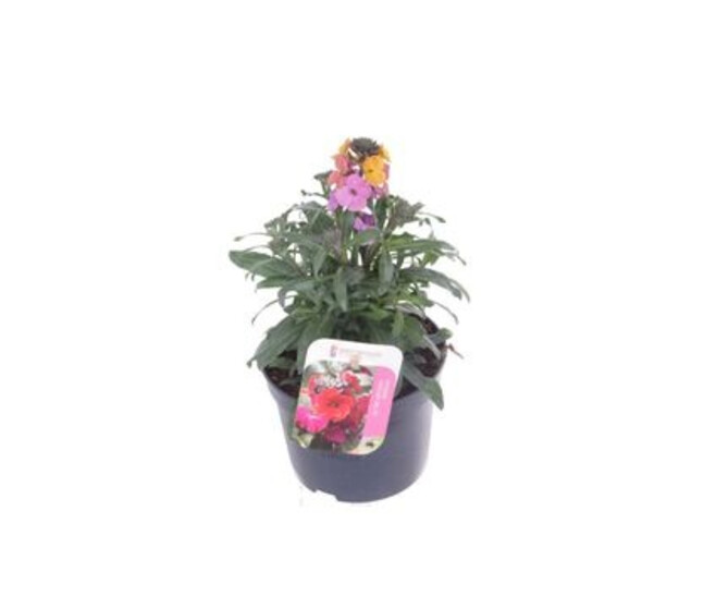 ERYSIMUM RED JEP