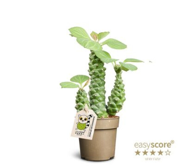 EUPHORBIA RITCHIEI
