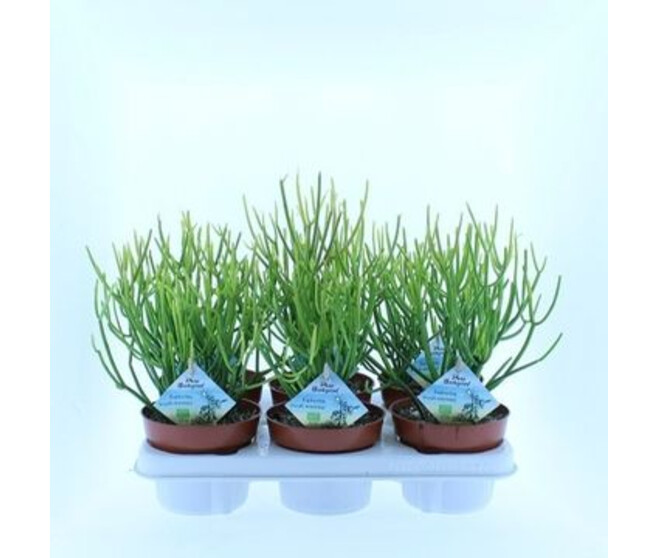 EUPHORBIA TIRUCALLI