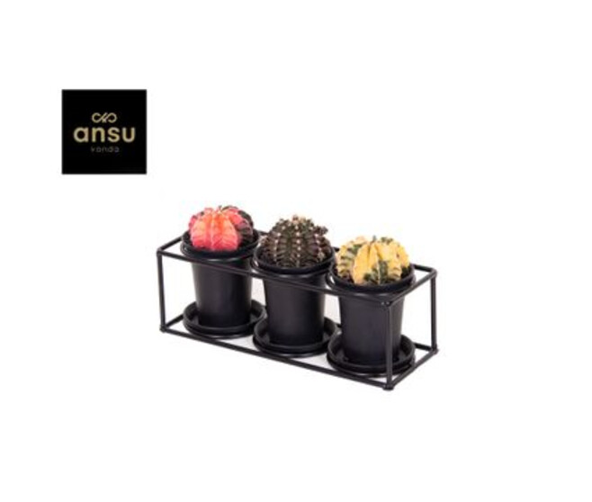 CACTUS GREFFE X3 SUPPORT METAL