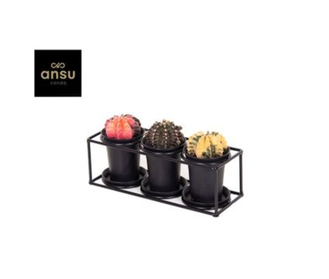 CACTUS GREFFE X3 SUPPORT METAL