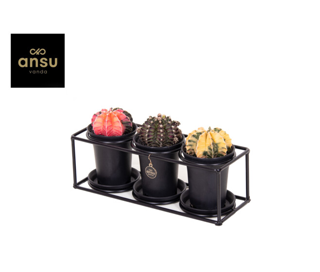 CACTUS GREFFE X3 SUPPORT METAL