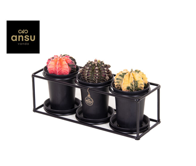 CACTUS GREFFE X3 SUPPORT METAL