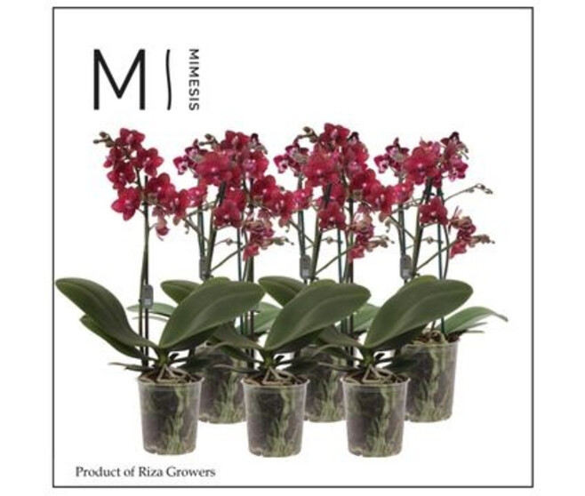 PHALAENOPSIS 2BR MF ROUGE