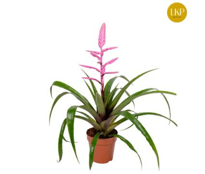 TILLANDSIA ANDREAS