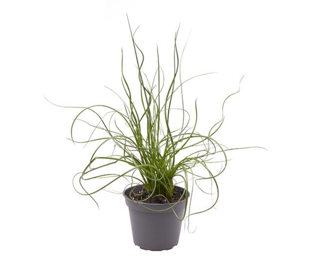 JUNCUS SPIRALIS SUPER CURL