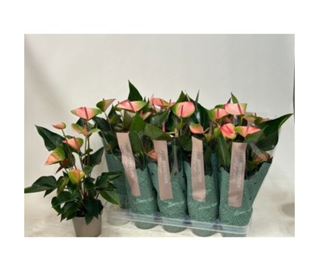 ANTHURIUM ANDREANUM 2COULEURS