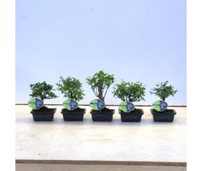 BONSAI VARIE CERAM