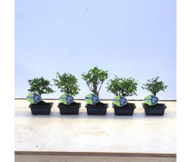 BONSAI VARIE CERAM
