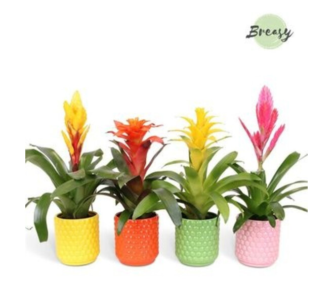 BROMELIACEE VARIE CERAM