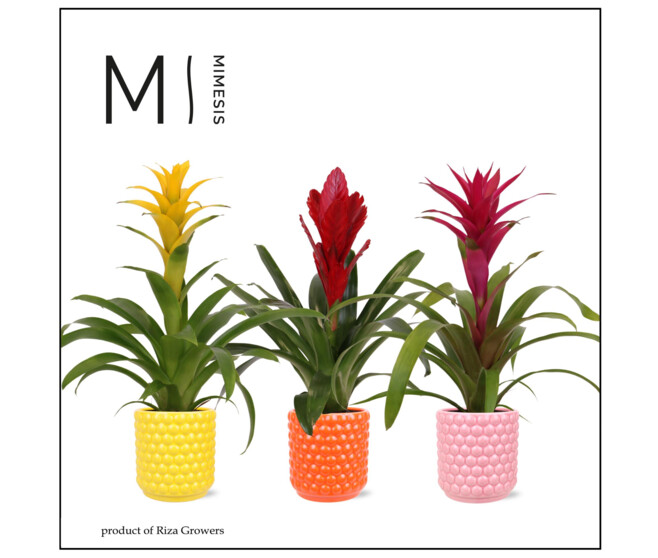 BROMELIACEE VARIE CERAM