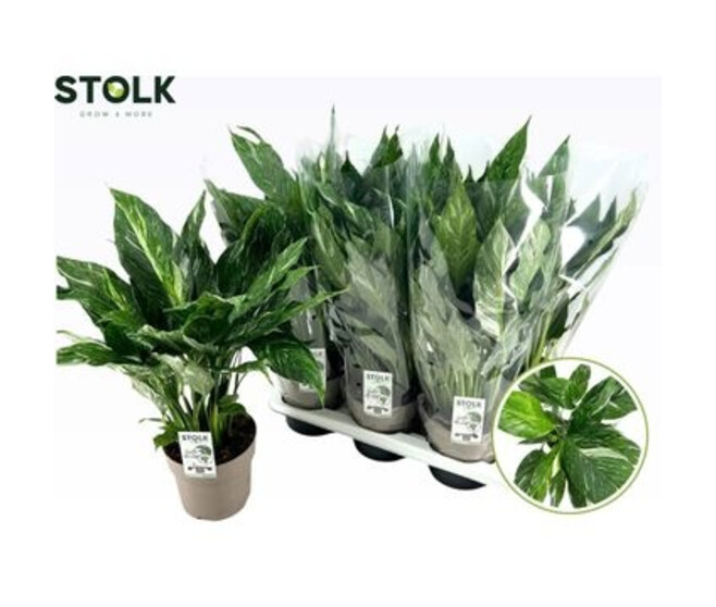 SPATHIPHYLLUM DIAMOND PANACHE