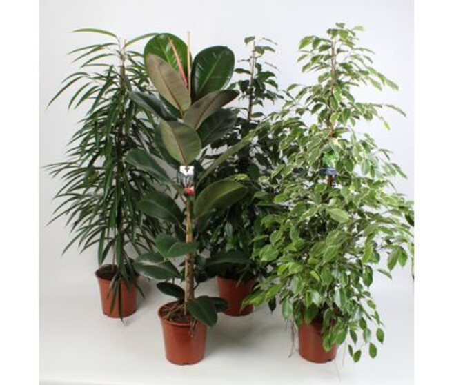 FICUS VARIE