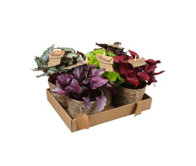 BEGONIA REX VARIE VANNERIE
