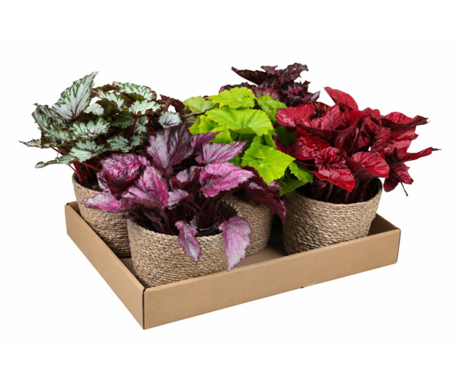 BEGONIA REX VARIE VANNERIE