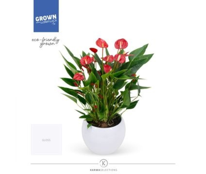 ANTHURIUM ANDREANUM MILLION FLOWERS