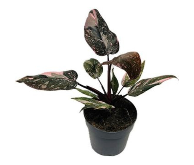 PHILODENDRON PINK PRINCESS MARBLE