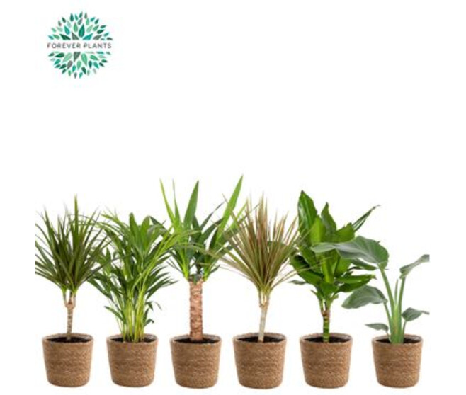 PLANTE VERTE VARIEE VANNERIE