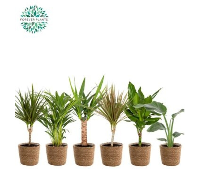 PLANTE VERTE VARIEE VANNERIE