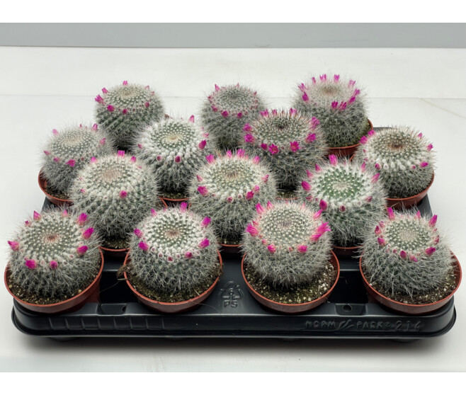 CACTUS FLEURI