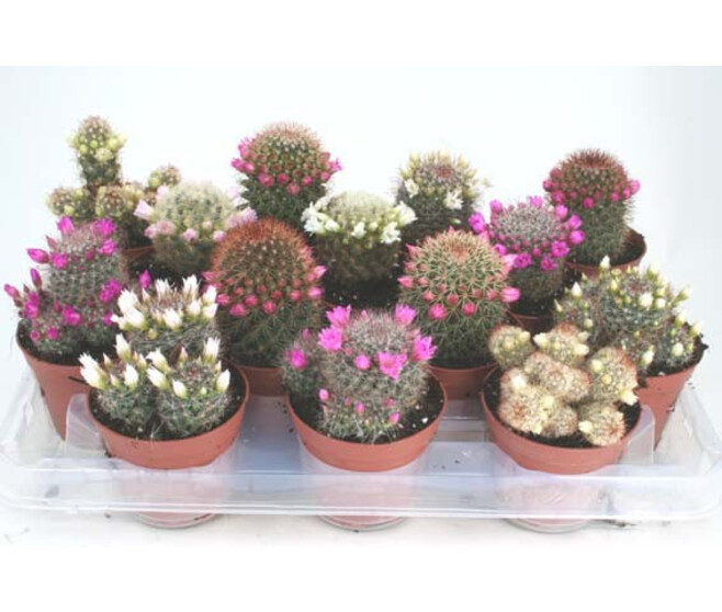 CACTUS FLEURI
