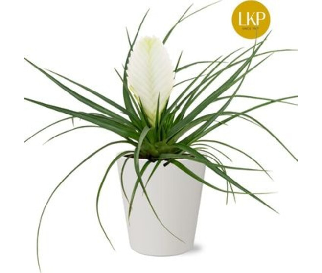 TILLANDSIA CYANEA BIANCINI CERAM