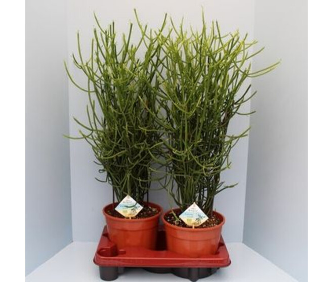 EUPHORBIA TIRUCALLI