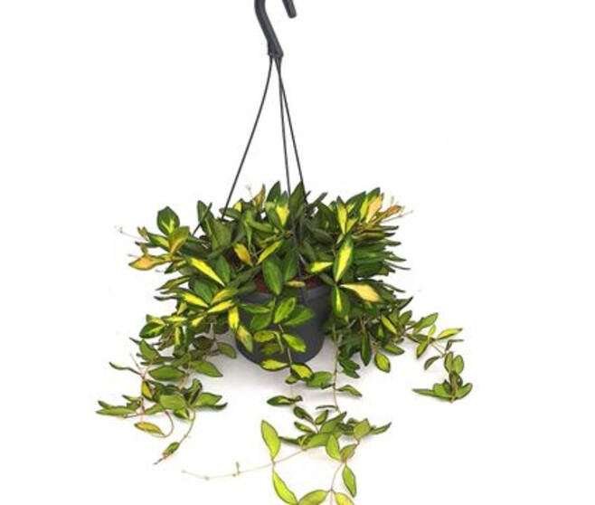HOYA BURTONIAE