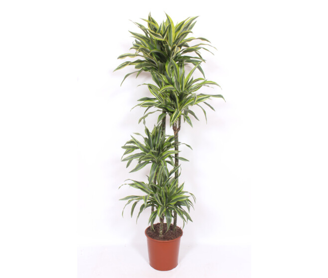 DRACAENA LEMON LIME 120-90-60-30