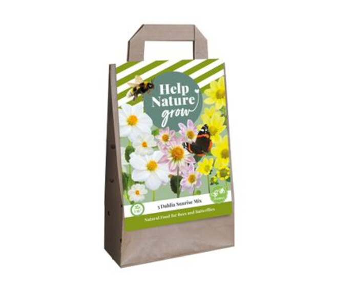 BULBE DAHLIA SACHET