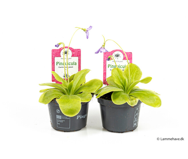 PINGUICULA TINA