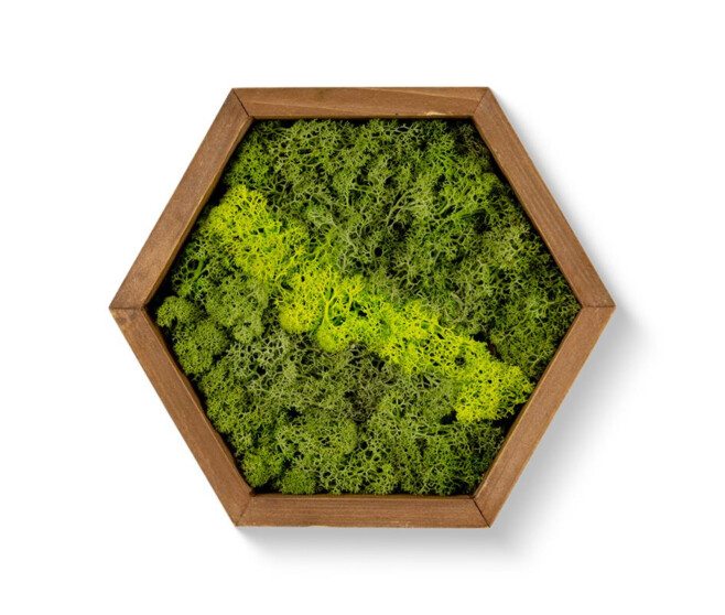 CADRE BOIS LICHEN