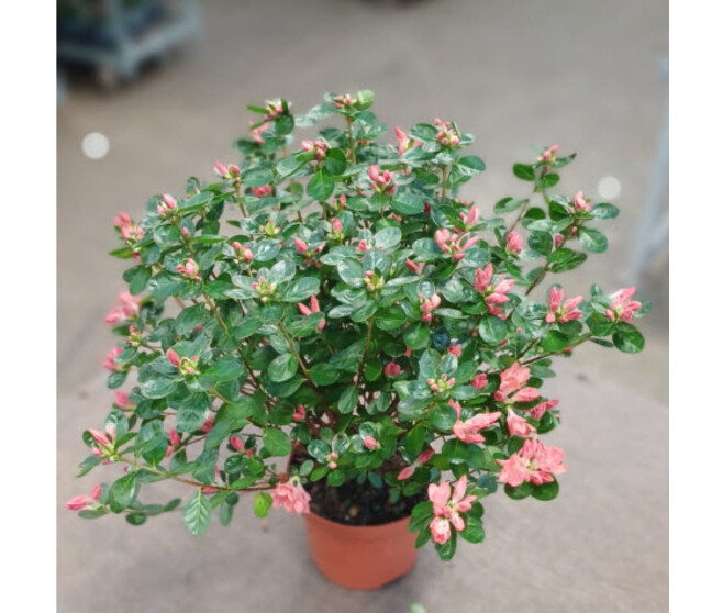 AZALEE JAPONAISE REX