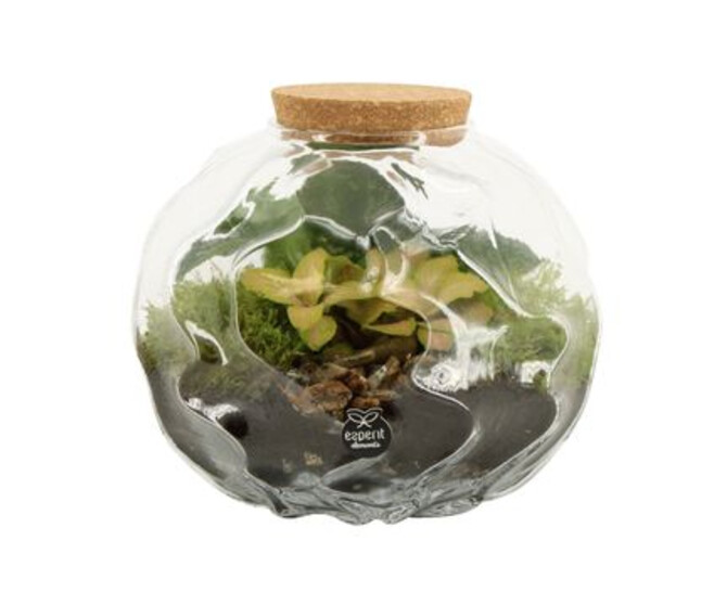 COMPO 2 PLANTES BOULE VERRE