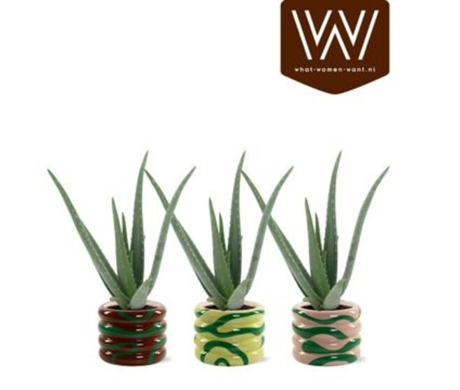 ALOE VERA CERAM
