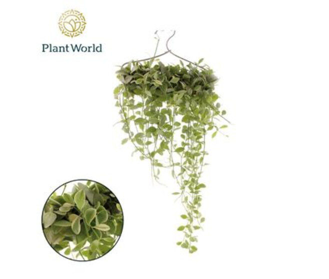 DISCHIDIA SUSP