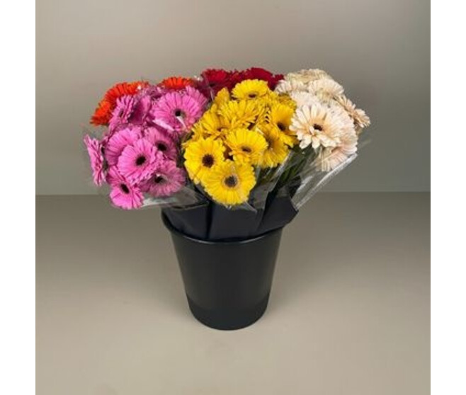 BOUQUET GERMINI 7 TIGES