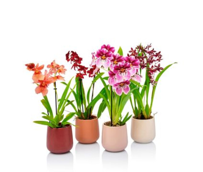 ORCHIDEES VARIEES