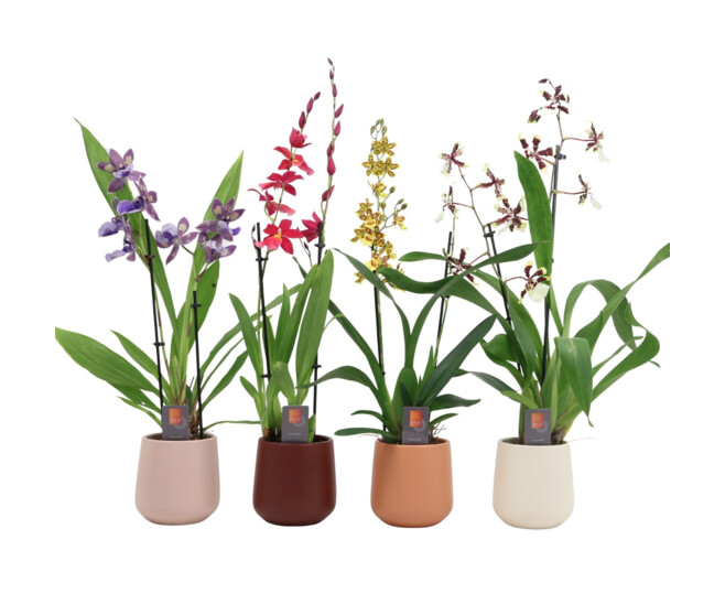 ORCHIDEES VARIEES