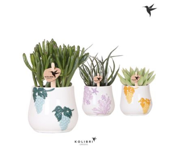 SUCCULENTE VARIEE CERAM