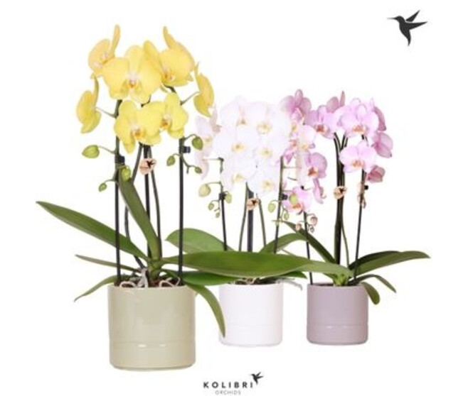 PHALAENOPSIS 2BR CASCADE CERAM
