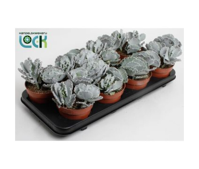COTYLEDON UNDULATA