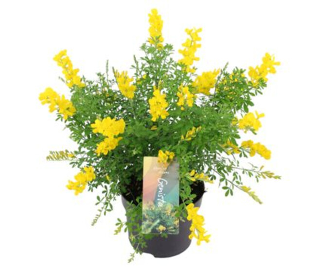 CYTISUS RACEMOSUS SPACHIANA