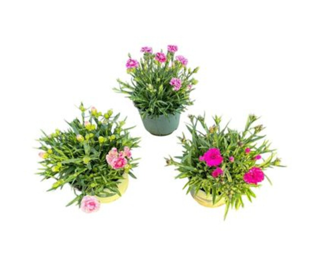 OEILLET DES FLEURISTES